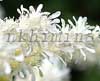 �������� Praecox Alba