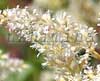 �������� Snowdrift