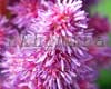 �������� Visions in Pink
