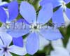 ����� �������������