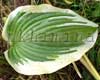 ����� Montana Aureomarginata