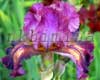 ������� ��������� ���� Colortant