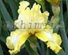 ������� ��������� ���� Lemon Brocade