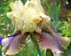������� ��������� ���� Thornbird