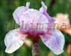 ���� ���������� Aurora's Blush