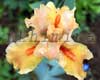 ���� ���������� Orange Petals