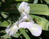 ���������� ���� Bright White
