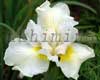 ��������� ���� Ivory Cream
