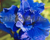 ��������� ���� Prussian Blue