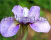 ��������� ���� Purple Sand