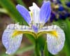 ������ Cascade Mist