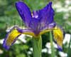 ���� ������ Lavender Parade