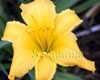 �������� Big Yellow