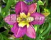 �������� Chinese Temple Flower