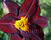 �������� Dark Delight