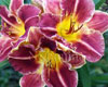 �������� Imperial Splendor