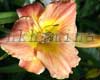 �������� Rose Talisman
