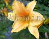 �������� Ruffled Apricot