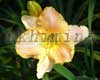 �������� Serena Sunburst