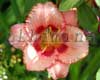 �������� Strawberry Candy