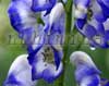������ Bicolor