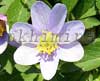 ������ Robinsoniana