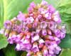 ����� Cordifolia