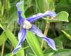 �������� integrifolia