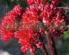 ����� Red Cauli