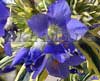 ������ Variegata
