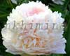 ���� Chiffon Parfait