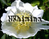 ���� Lotus Queen