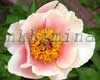 ���� Peony Schaffe