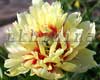 ���� Prairie Charm