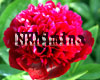 ���� Red Charm