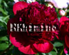 ���� Red Comet