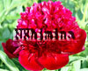 ���� Red Dandy