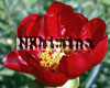 ���� Red Red Rose