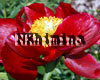���� Red Romance