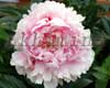 ���� Reine Hortense