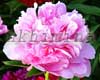 ���� Vivid Rose