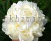���� White Ivory